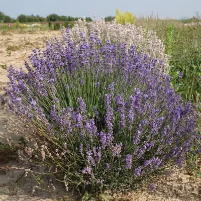 levandule lékařská - náhled 3