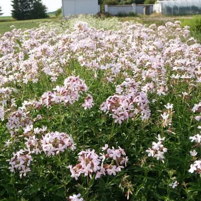 mydlice lékařská - náhled 3