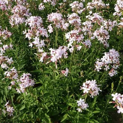 mydlice lékařská - náhled 2