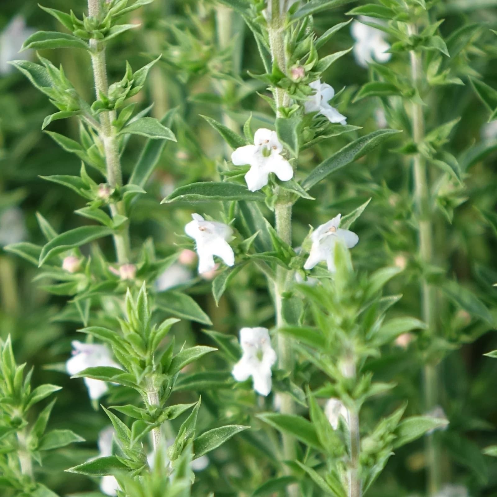 saturejka horská - obrázek 1