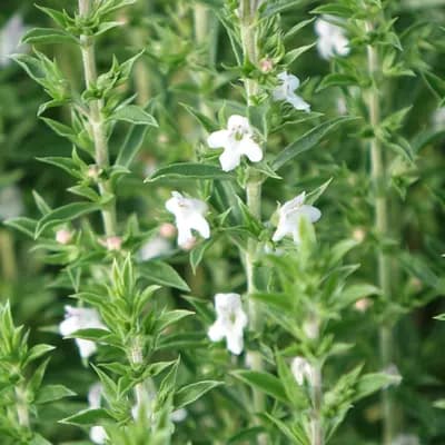 saturejka horská - náhled 1