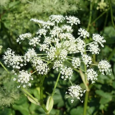 všedobr horský - náhled 2