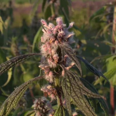 srdečník obecný - náhled 2