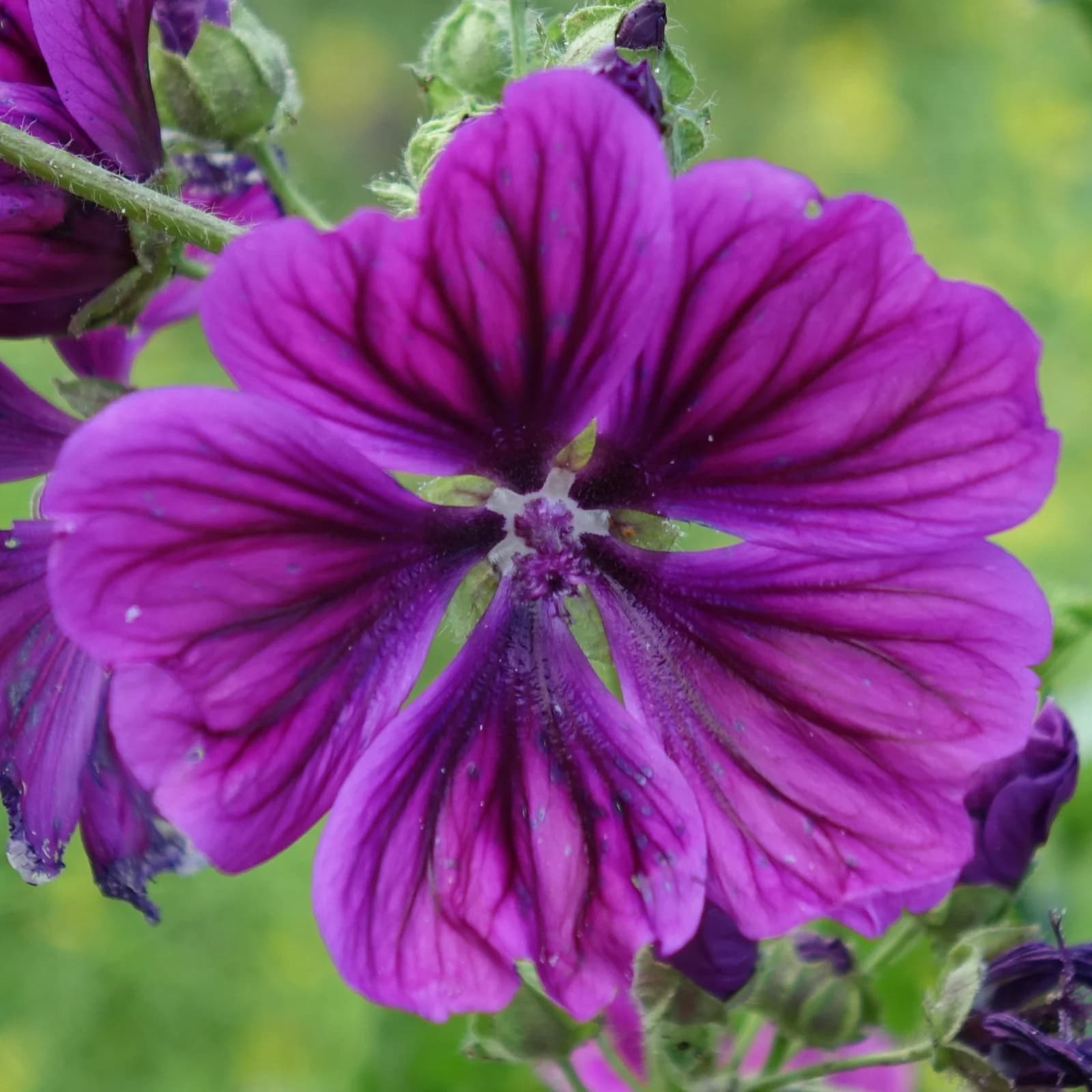 sléz lesní maurský - obrázek 1