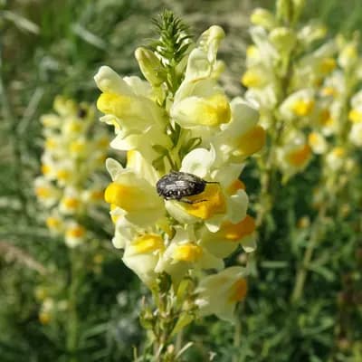 lnice květel - náhled 1