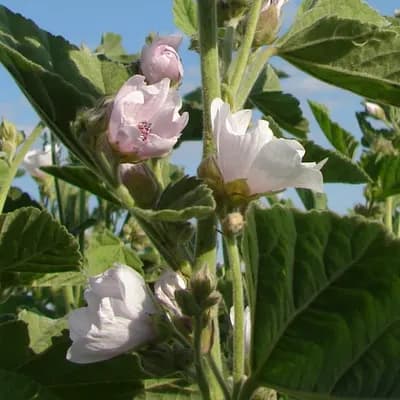 proskurník lékařský - náhled 2