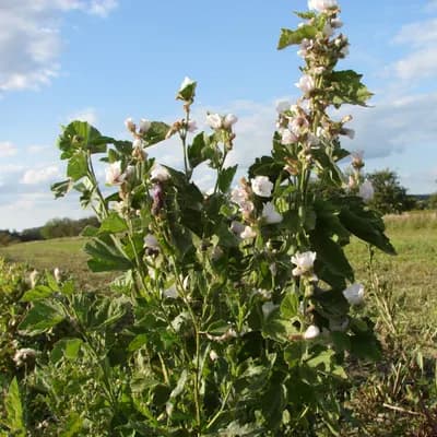 proskurník lékařský - náhled 3