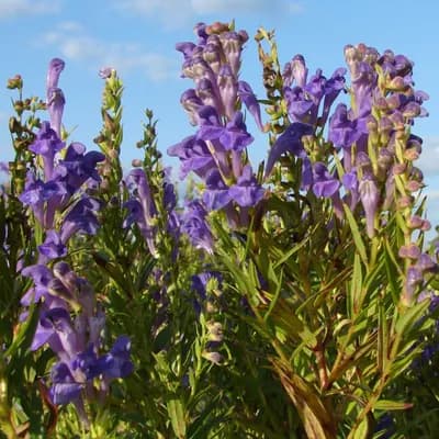 šišák bajkalský - náhled 1