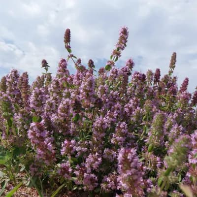 mateřídouška vejčitá - náhled 1