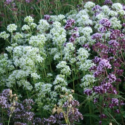 dobromysl obecná - náhled 2