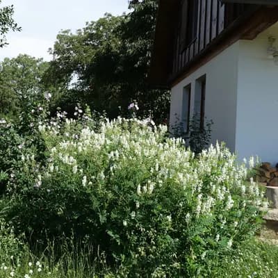 jestřabina lékařská - náhled 2