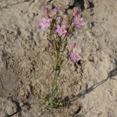 zeměžluč lékařská - náhled 2