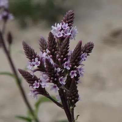 sporýš šípovitý - náhled 1