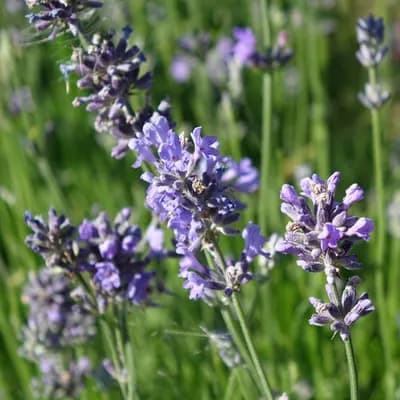 levandule lékařská