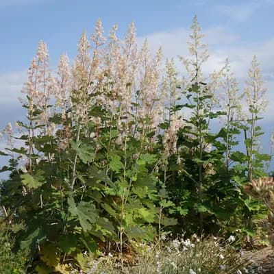 makleja srdčitá - náhled 3