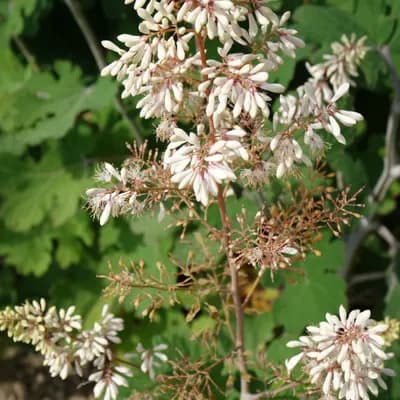 makleja srdčitá - náhled 1