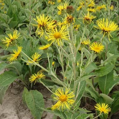 oman pravý - náhled 3