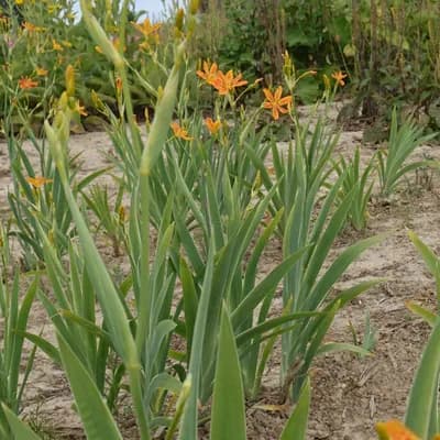 anginovník čínský - náhled 4