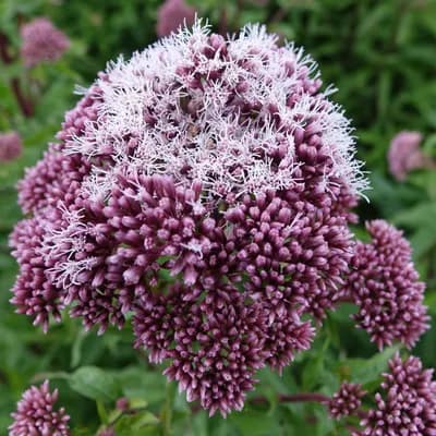 sadec konopáč - náhled 1