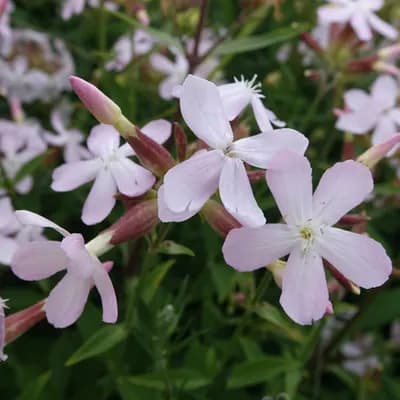 mydlice lékařská - náhled 1