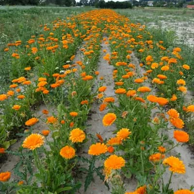 měsíček zahradní - náhled 3