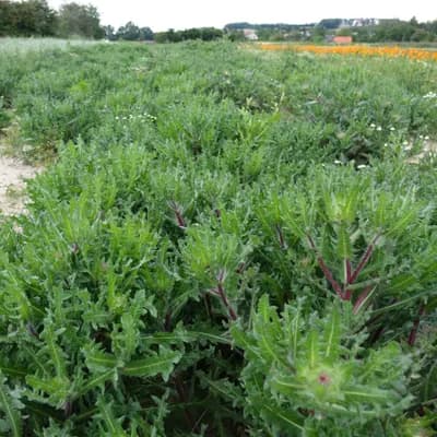 benedikt lékařský - náhled 3