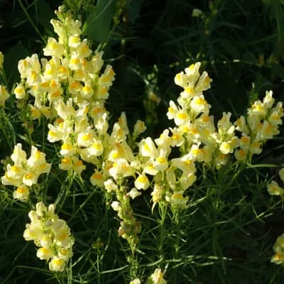 lnice květel - náhled 2