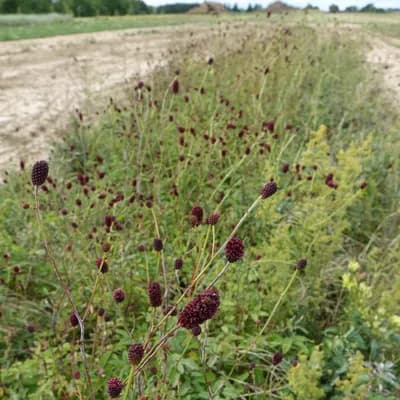 krvavec toten - náhled 3