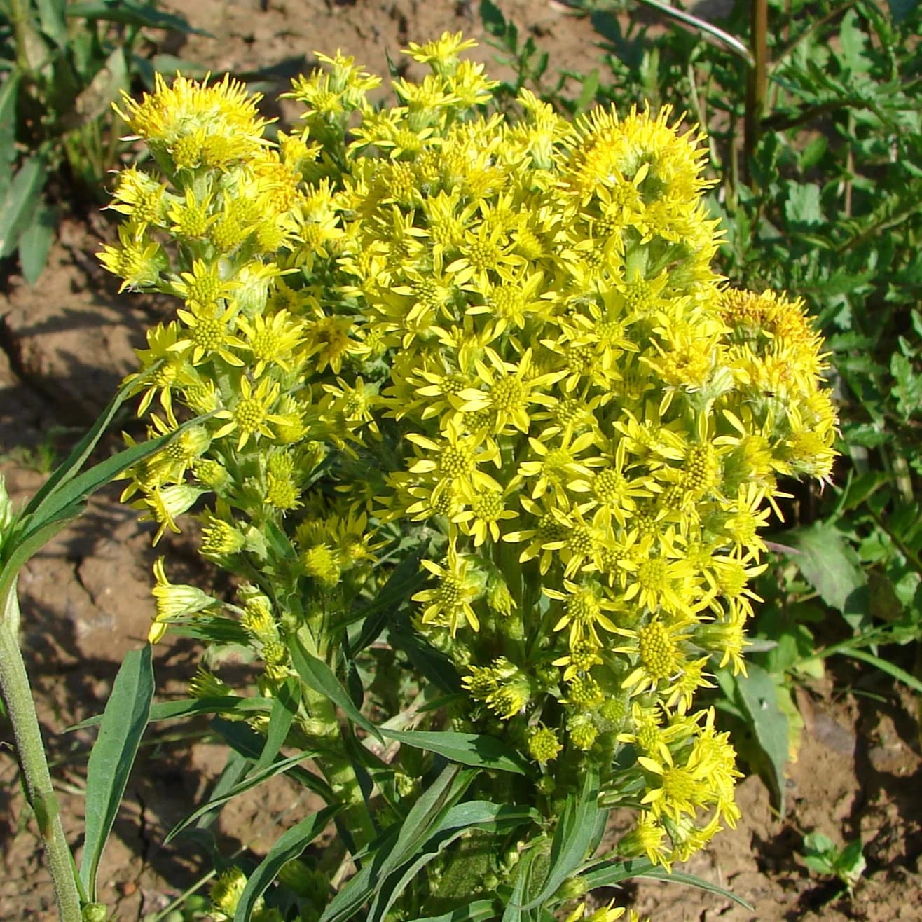 celík alpinský - obrázek 1