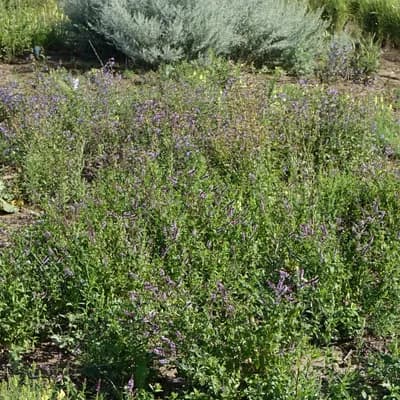 máta klasnatá - náhled 4