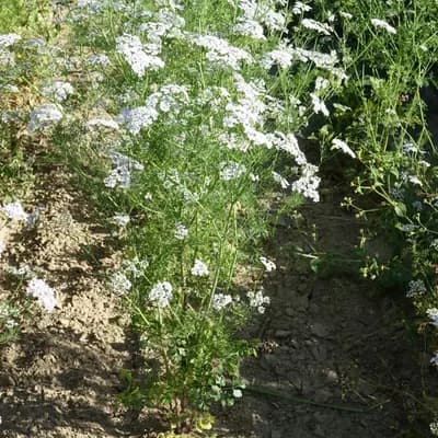 koriandr setý - náhled 2