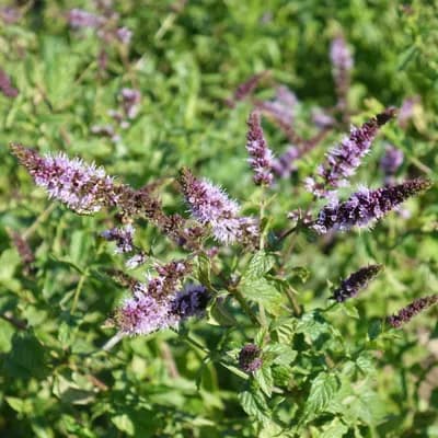 máta klasnatá - náhled 2