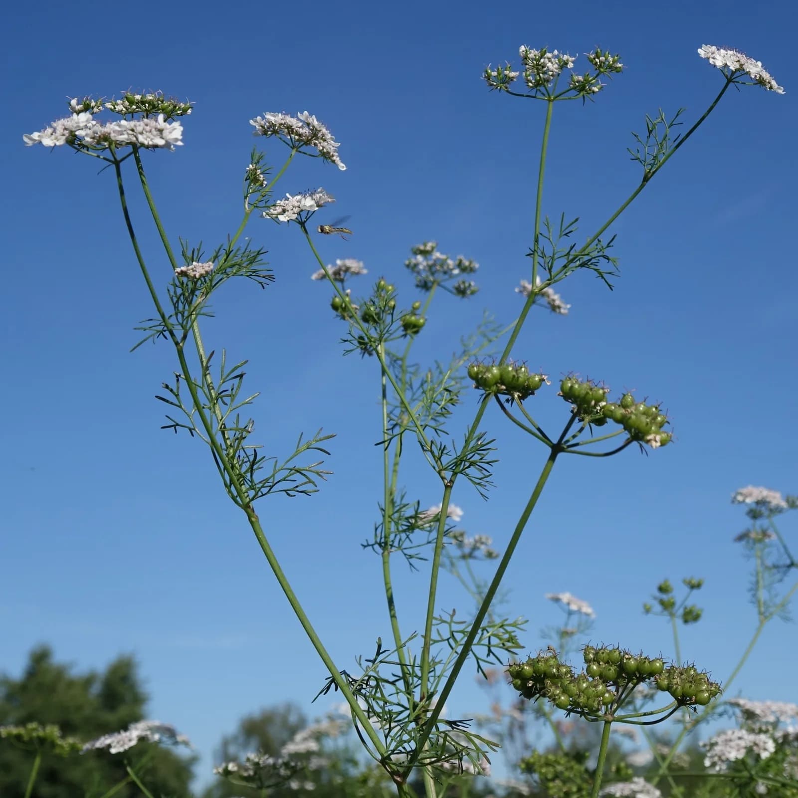 koriandr setý - obrázek 1