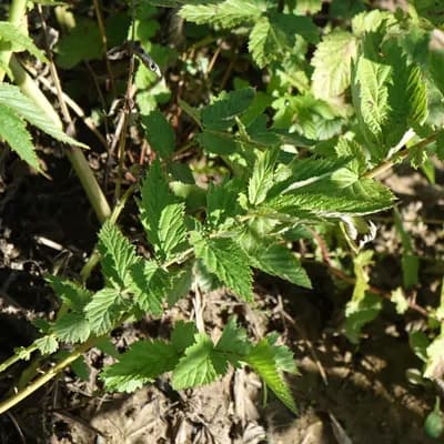 tužebník jilmový - náhled 3