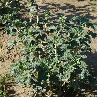 jablečník obecný - náhled 2