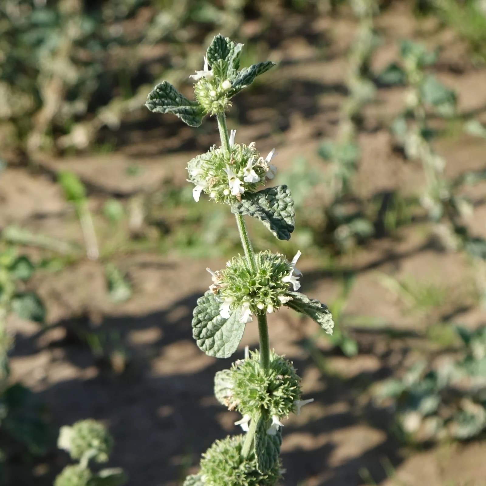 jablečník obecný - obrázek 1