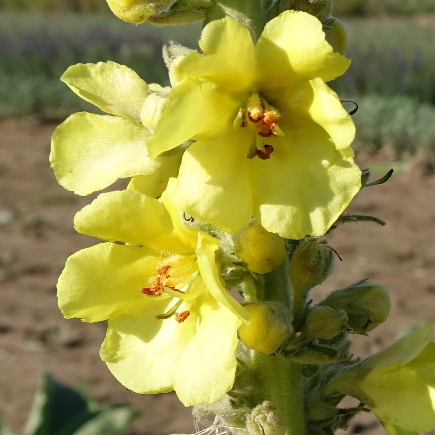 divizna velkokvětá - obrázek 1