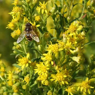 zlatobýl obecný - náhled 1
