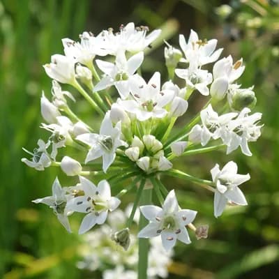 česnek vonný - náhled 1