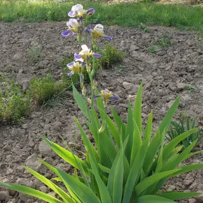 kosatec německý - náhled 3