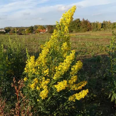 zlatobýl obecný - náhled 2