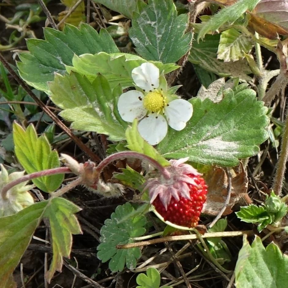 jahodník obecný - obrázek 1