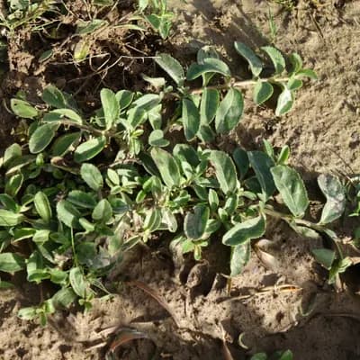 rozrazil lékařský - náhled 2