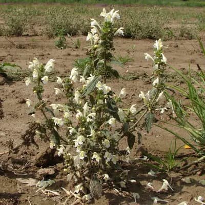 konopice bledožlutá - náhled 2