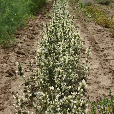 konopice bledožlutá - náhled 4