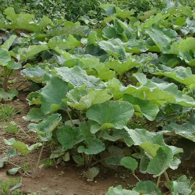 lopuch větší - náhled 2