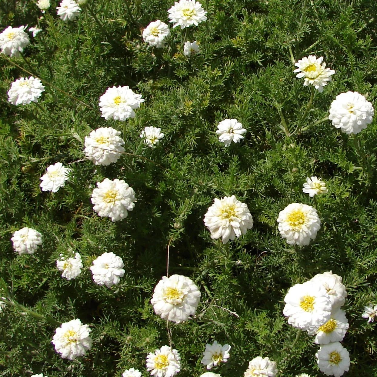 rmenec sličný (heřmánkovec římský) - obrázek 1