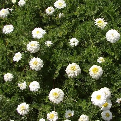 rmenec sličný (heřmánkovec římský) - náhled 1