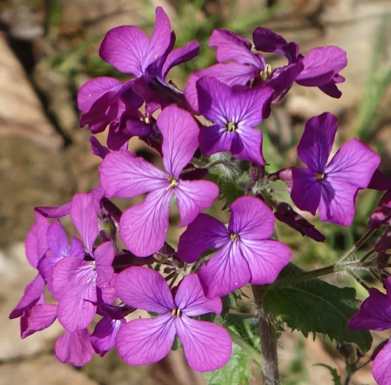 měsíčnice roční