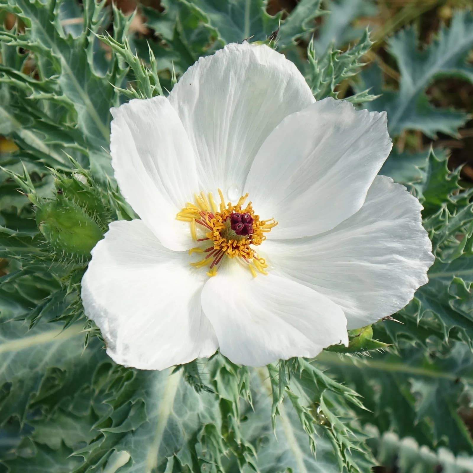 pleskanka velkokvětá - obrázek 1